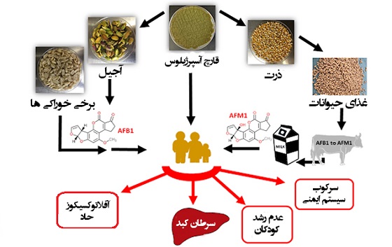 تاثیر حرارت در از بین بردن سم "آفلاتوکسین" مقاله 1