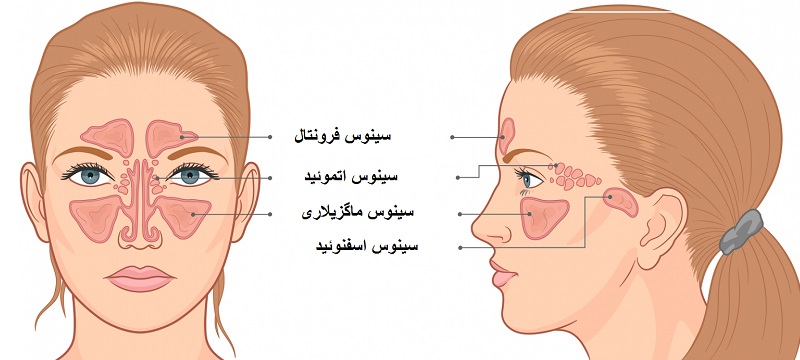 آناتومی سینوس ها